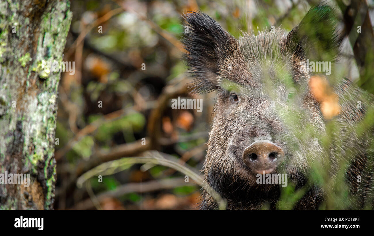 Wildschwein im Wald Stockfoto