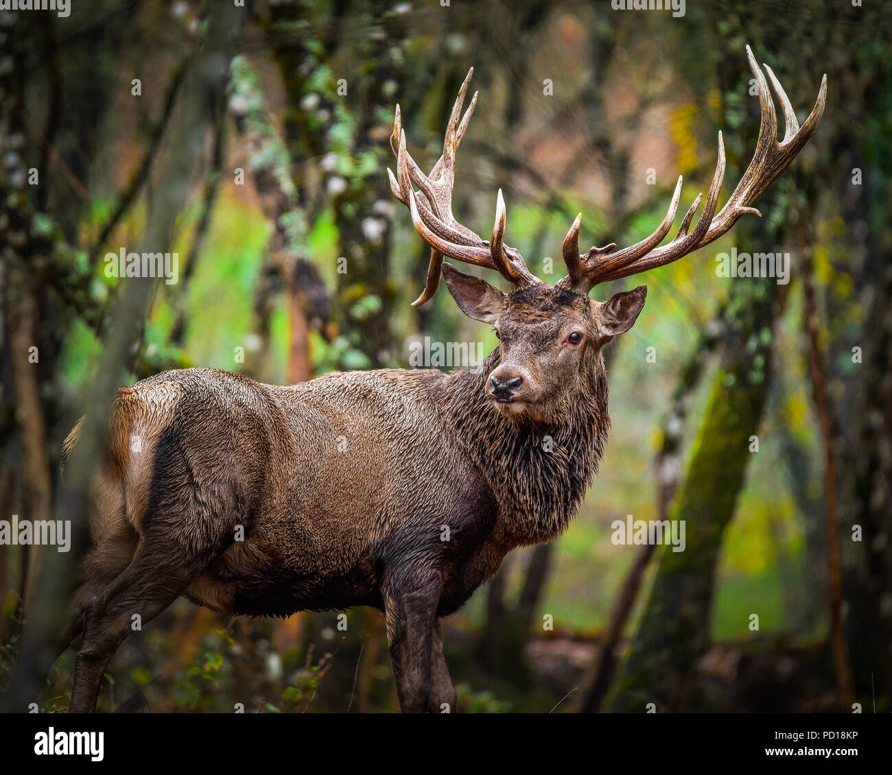 Rotwild-Hirsch im Wald Stockfoto