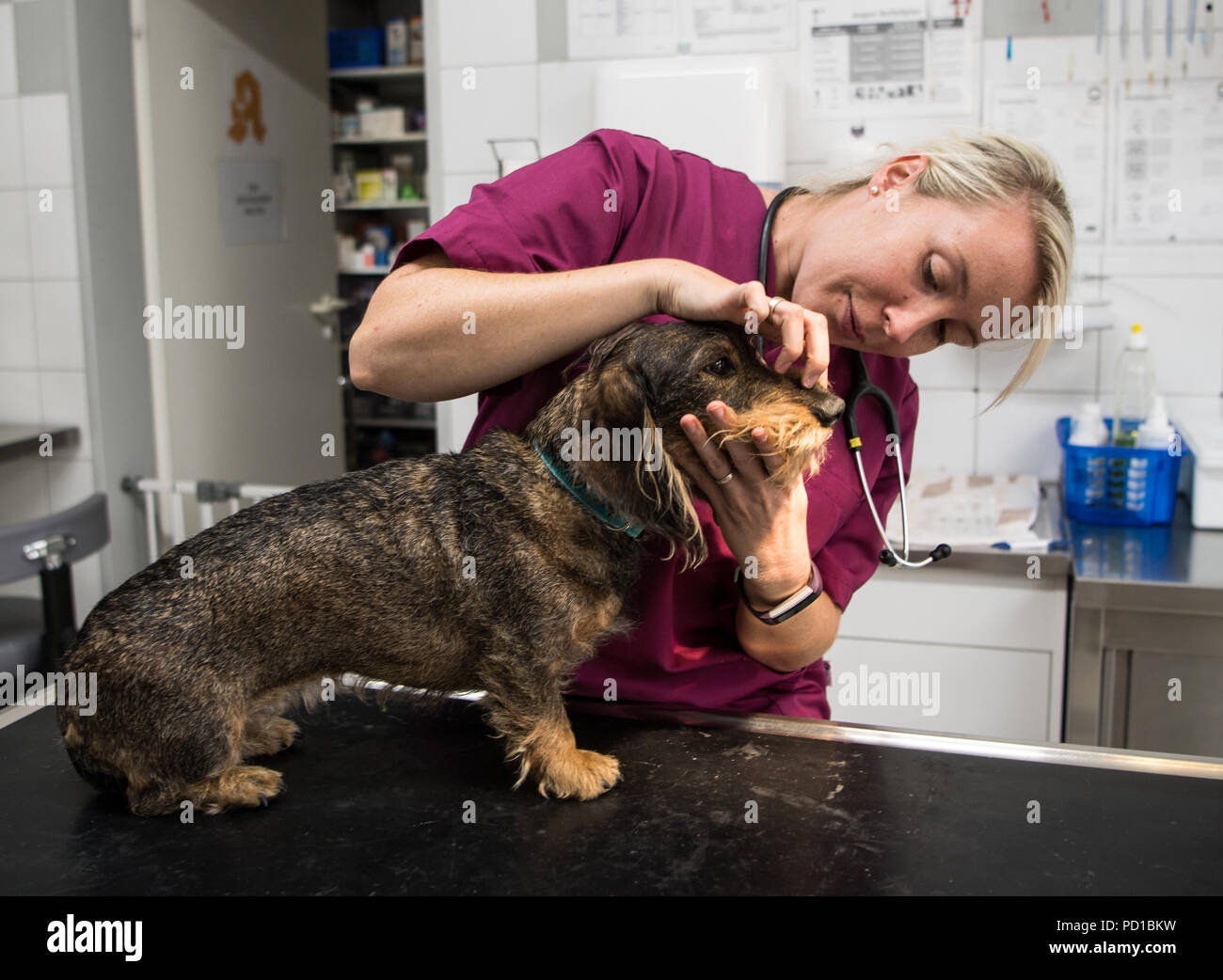 dr kathrin roiner frenzel tierarzt