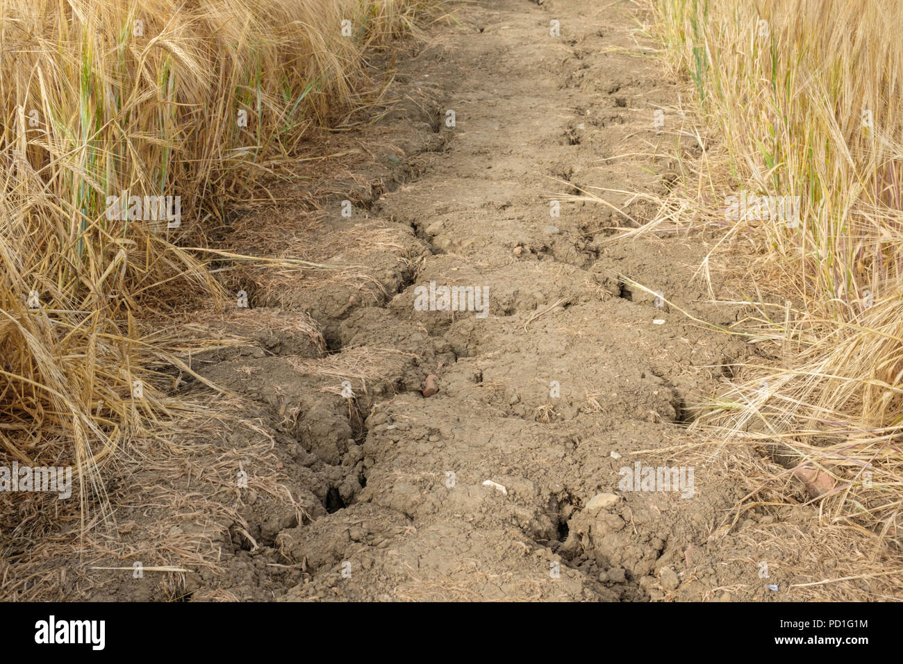 Nottinghamshire, England, UK. 5. August 2018. UK Wetter. Die Hitzewelle im Sommer 2018 weiterhin heiß und trocken sein. Ackerland wurde Anzeichen für die Rissbildung infolge des Mangels an Wasser. Das Bild zeigt die Ergebnisse der sehr trockenen Bodenbedingungen. Stockfoto