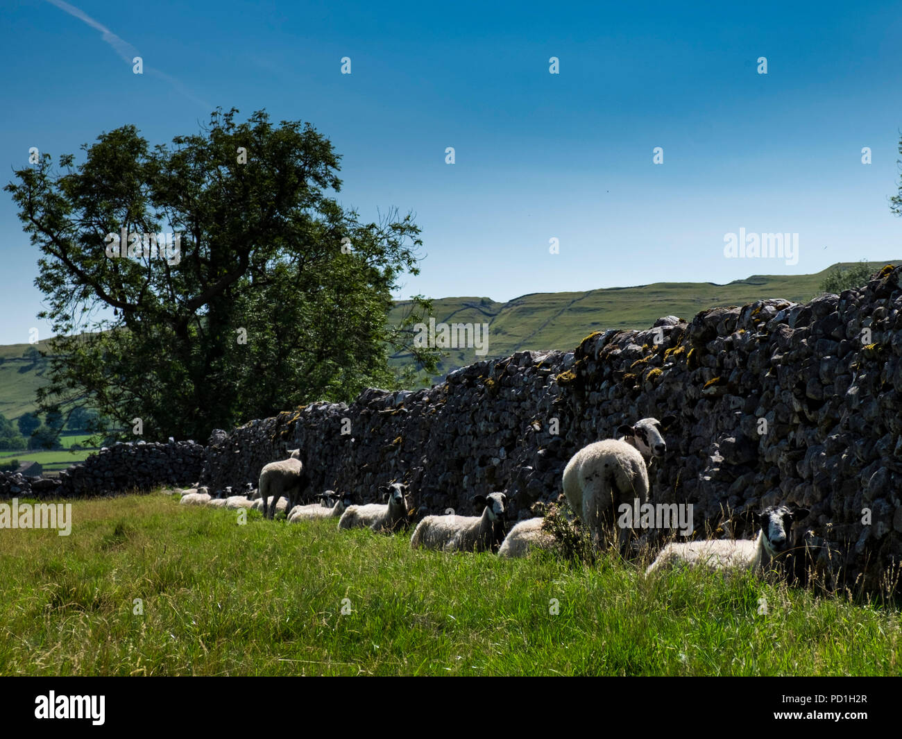 Littondale, Yorkshire Dales, Großbritannien, 5. August 2018. Schafe im Schatten einer Trockenmauer ausblenden auf einem anderen heißen Tag in Yorkshire (c) Paul Swinney/Alamy leben Nachrichten Stockfoto