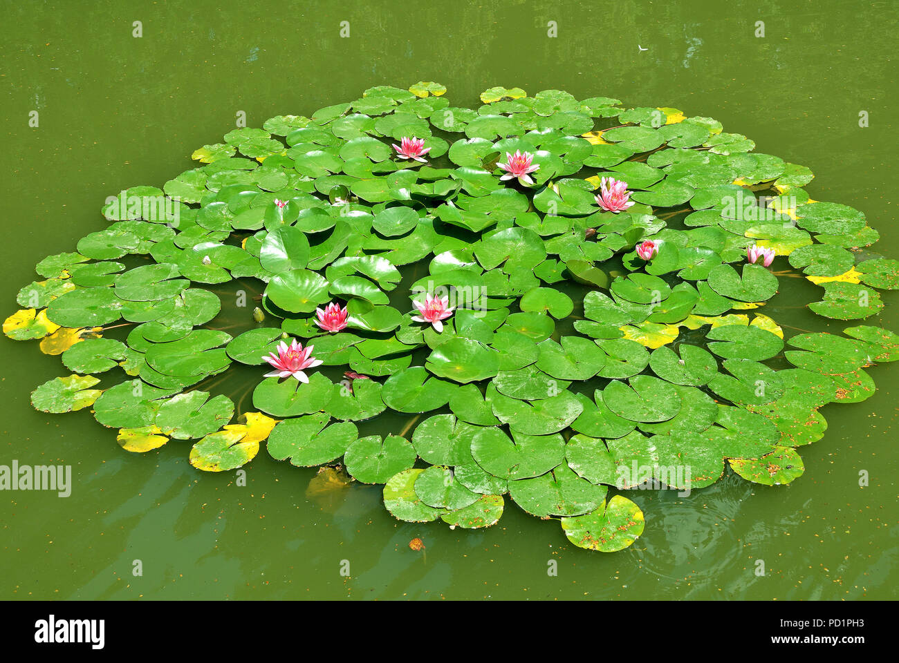 Seerosen in einem Teich. Stockfoto