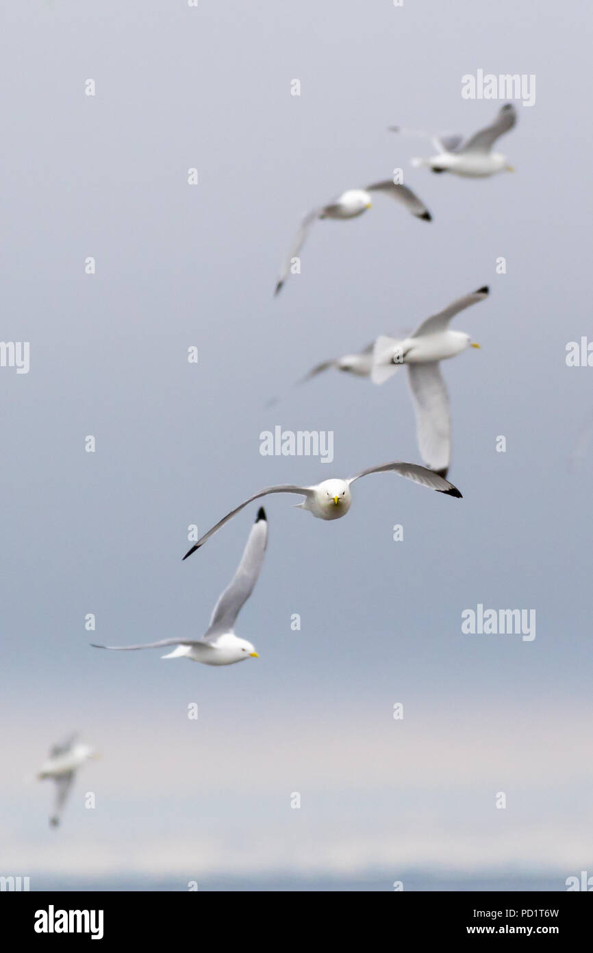 Herde der schwarzen Beinen Dreizehenmöwen im Flug. Stockfoto