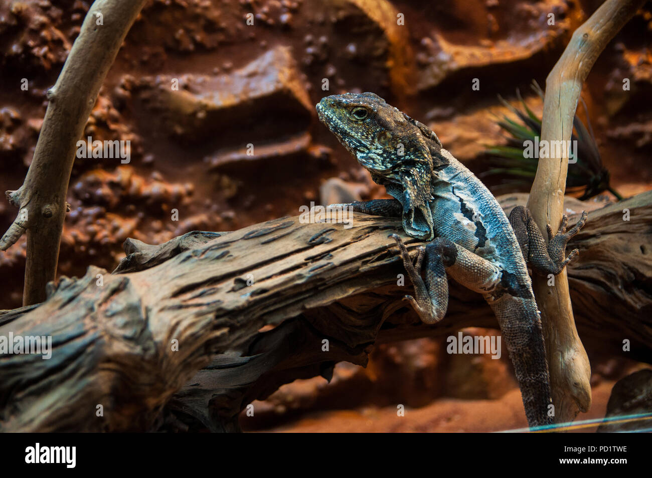 Eidechse entdeckt auf einem Ast - auf der Suche nach Insekten Stockfoto