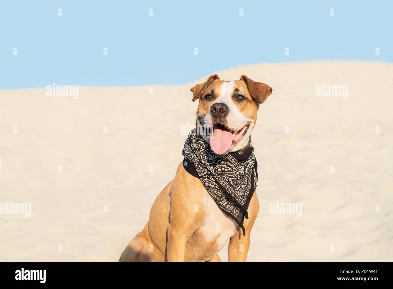 Schöner Hund in Bandana sitzt im Sand im Freien. Cute Staffordshire Terrier Welpen in sandigen Strand oder in der Wüste in den heißen Sommermonaten Tag Stockfoto