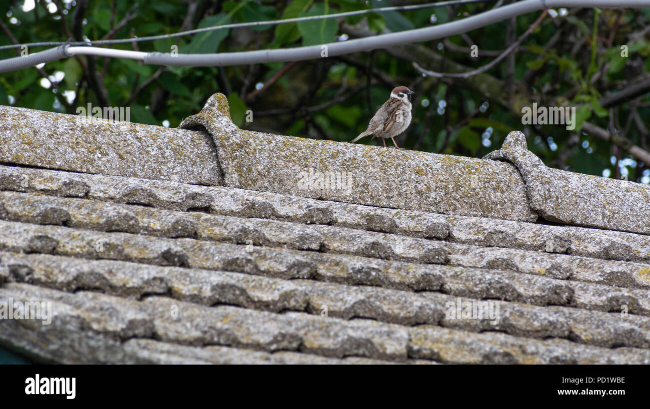 Rüschen Spatz auf dem Dach des alten Hauses, Europa, Ukraine. Stockfoto