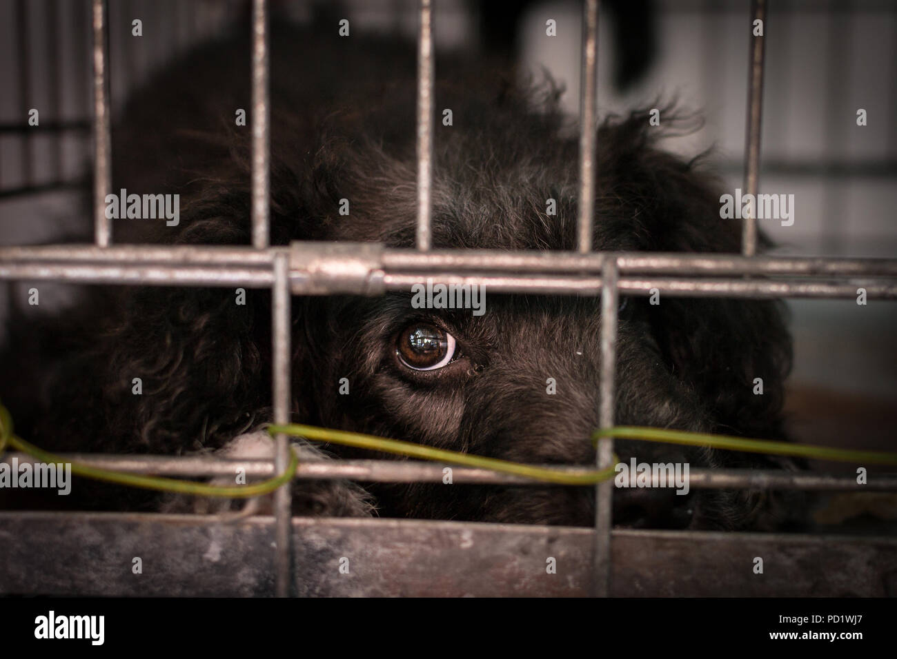 Kleine Welpen im Tierheim blickt mit Hoffnung. Stockfoto