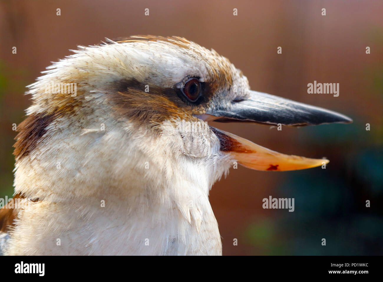 Kopf einer laughing Kookaburra (dacelo novaeguineae) mit offenem Schnabel in der Seitenansicht Stockfoto