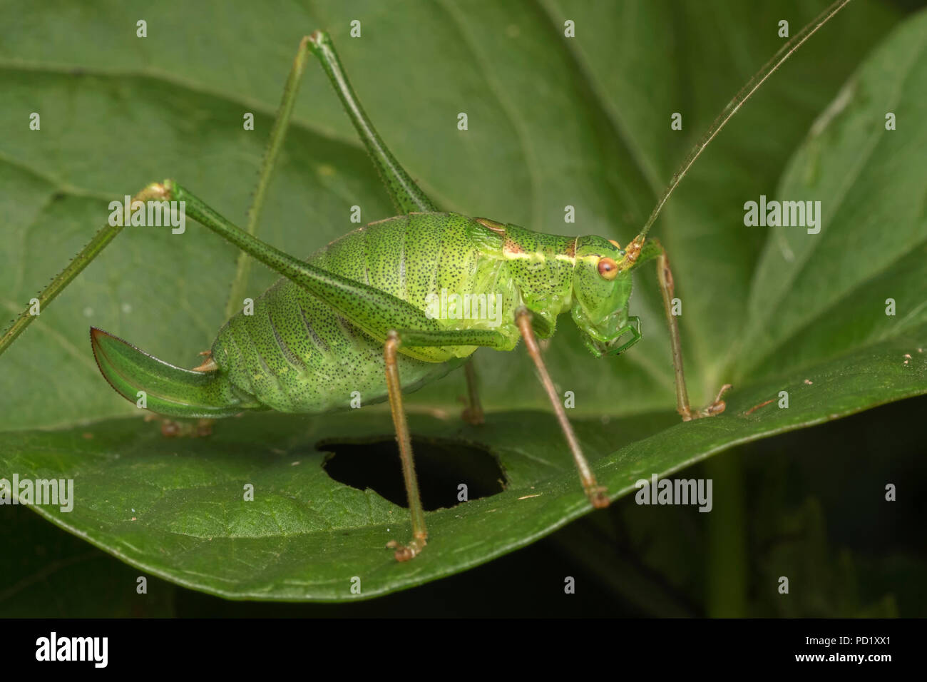 Gesprenkelte Bush Cricket weiblich (Leptophyes punctatissima) ruht auf Pflanze Blatt. Tipperary, Irland Stockfoto