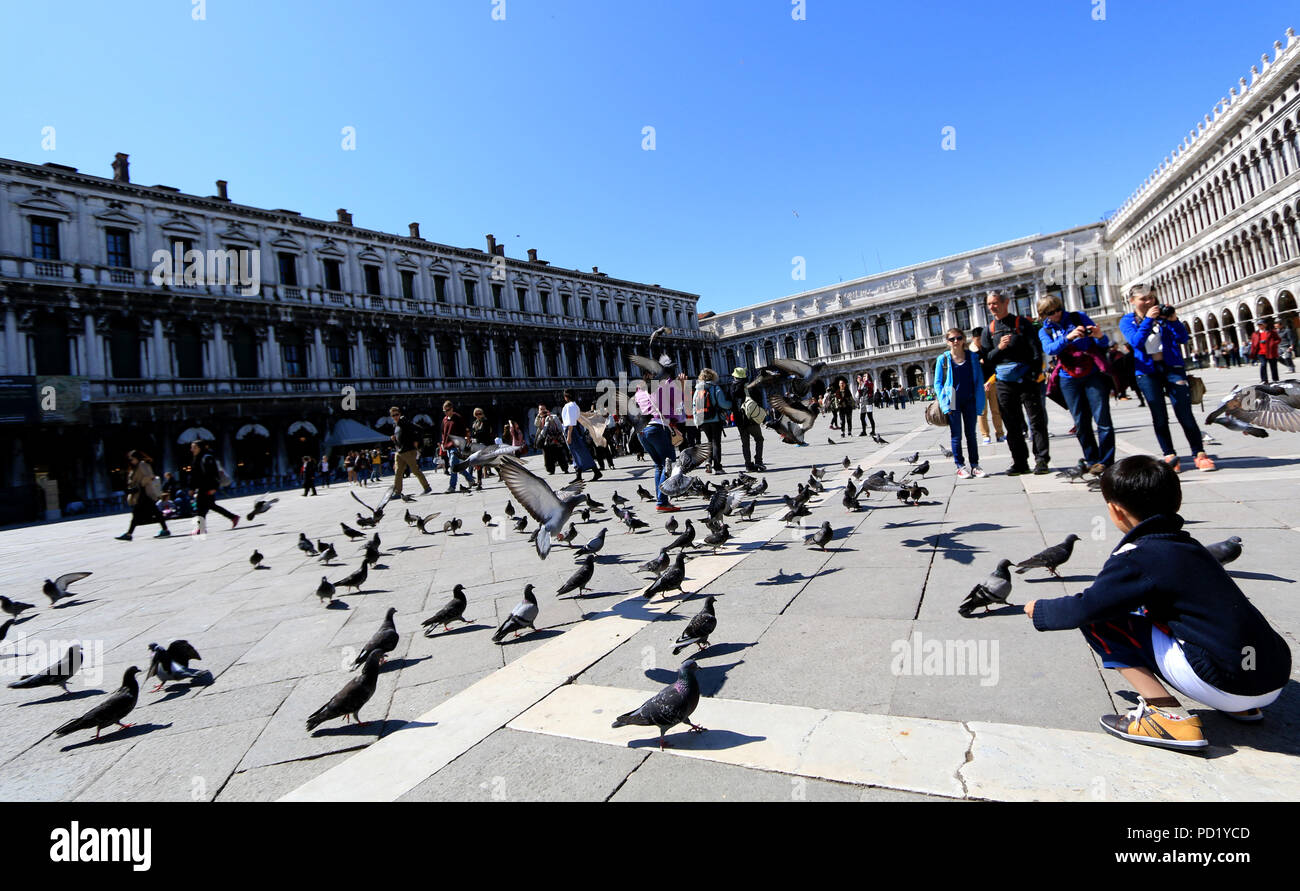 Kleinen Jungen füttern Tauben auf der Piazza San Marco in Venedig, Italien Stockfoto