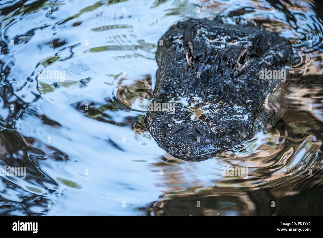 Surfacing Alligator bei St. Augustine Alligator Farm Tierpark in St. Augustine, Florida. (USA) Stockfoto