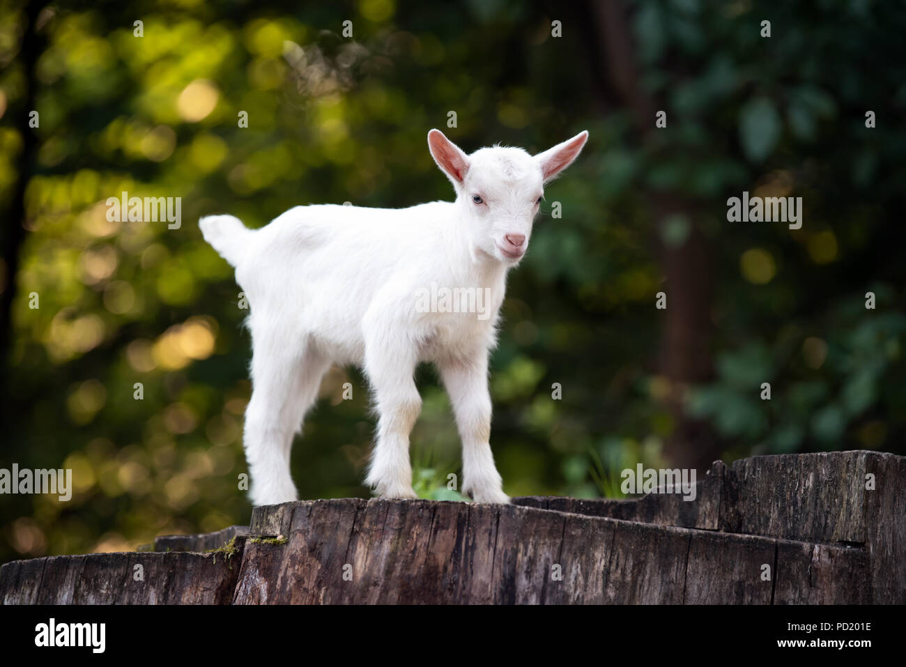 Weiß baby Ziege stehend auf Baumstumpf Stockfoto