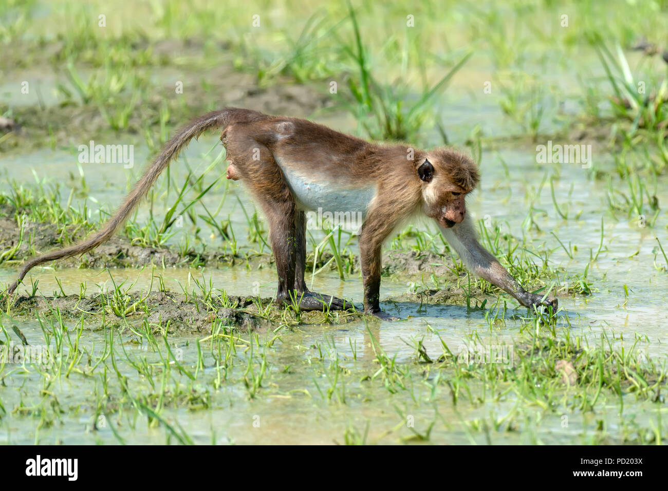 Affe in der lebenden Natur. Land von Sri Lanka Stockfoto