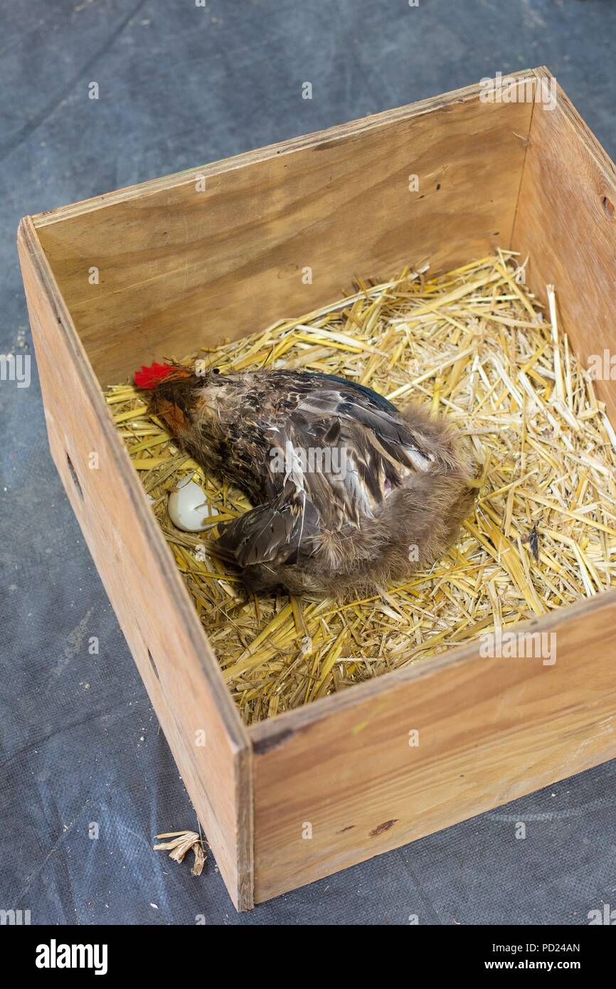 Eine gefälschte Huhn und Ei in eine Box für Kinder lehren über die Landwirtschaft verwendet, im Benton County Fair in Corvallis, Oregon, USA. Stockfoto