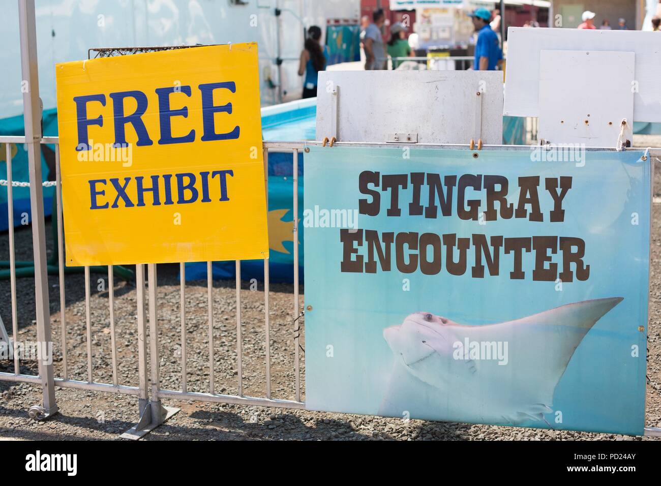 Eine live stingray Begegnung Ausstellung im Benton County Fair in Corvallis, Oregon, USA. Stockfoto