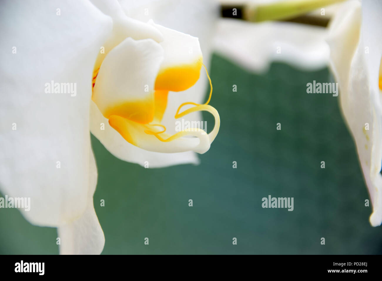 Makroaufnahme der weißen Orchideen mit Platz für Text, weiße Orchideen Seitenansicht vor pastellfarbenen Hintergrund Stockfoto