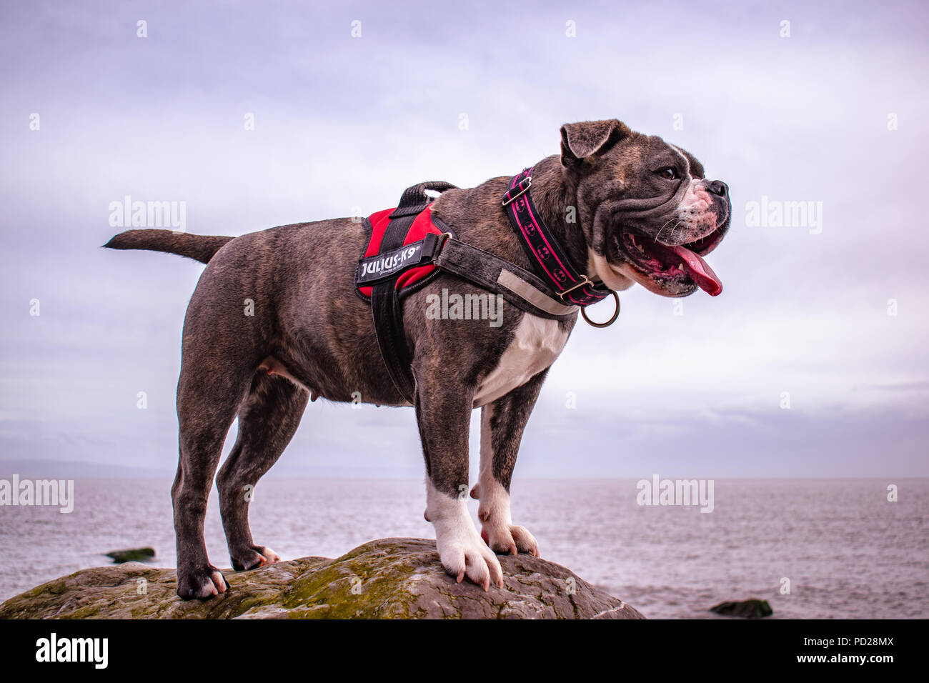 Kögler Plüsch-Bulldogge „Rocky“ – Ca. 10 Cm, Mit Magnet