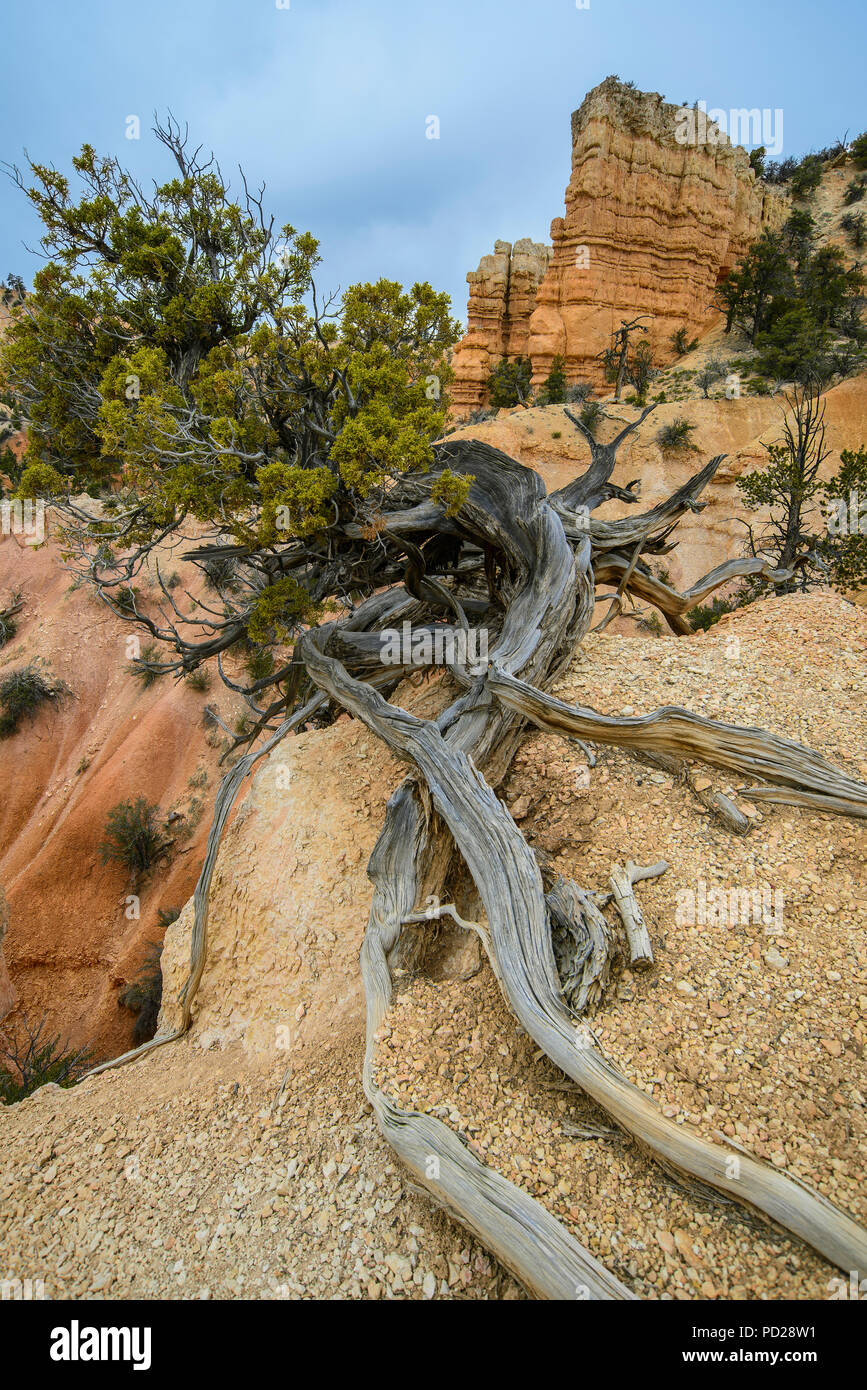 Borste Kegel Pinien (Pinus Arista), Fairlyland Canyon, Bryce Canyon NP, UT, USA, von Bruce Montagne/Dembinsky Foto Assoc Stockfoto