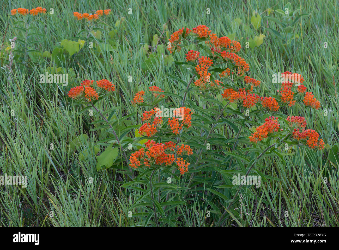 Schmetterling Seidenpflanze (Asclepias tuberosa), Wachsen in der Wiese, im Osten der USA, durch Überspringen Moody/Dembinsky Foto Assoc Stockfoto
