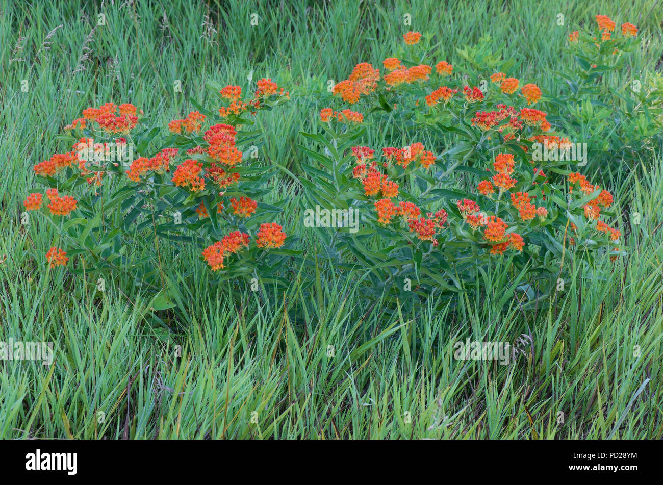 Schmetterling Seidenpflanze (Asclepias tuberosa), Wachsen in der Wiese, im Osten der USA, durch Überspringen Moody/Dembinsky Foto Assoc Stockfoto