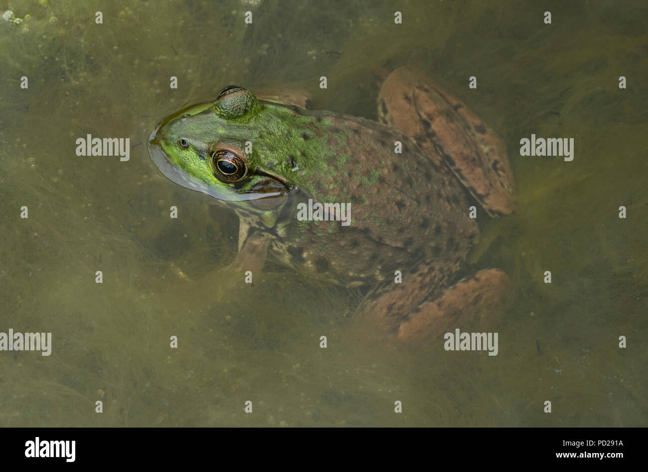 Green frog (Lithobates clamitans), Erwachsener, Nordamerika, durch Überspringen Moody/Dembinsky Foto Assoc Stockfoto
