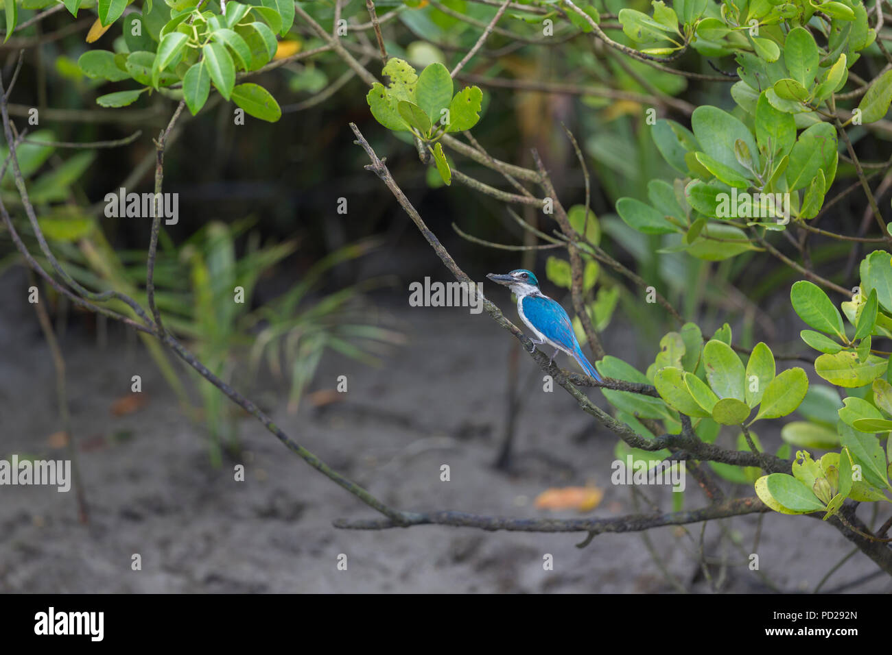 Collared Eisvogel oder Todiramphus chloris in den Sunderbans Mangrovenwald in Westbengalen, Indien. Stockfoto