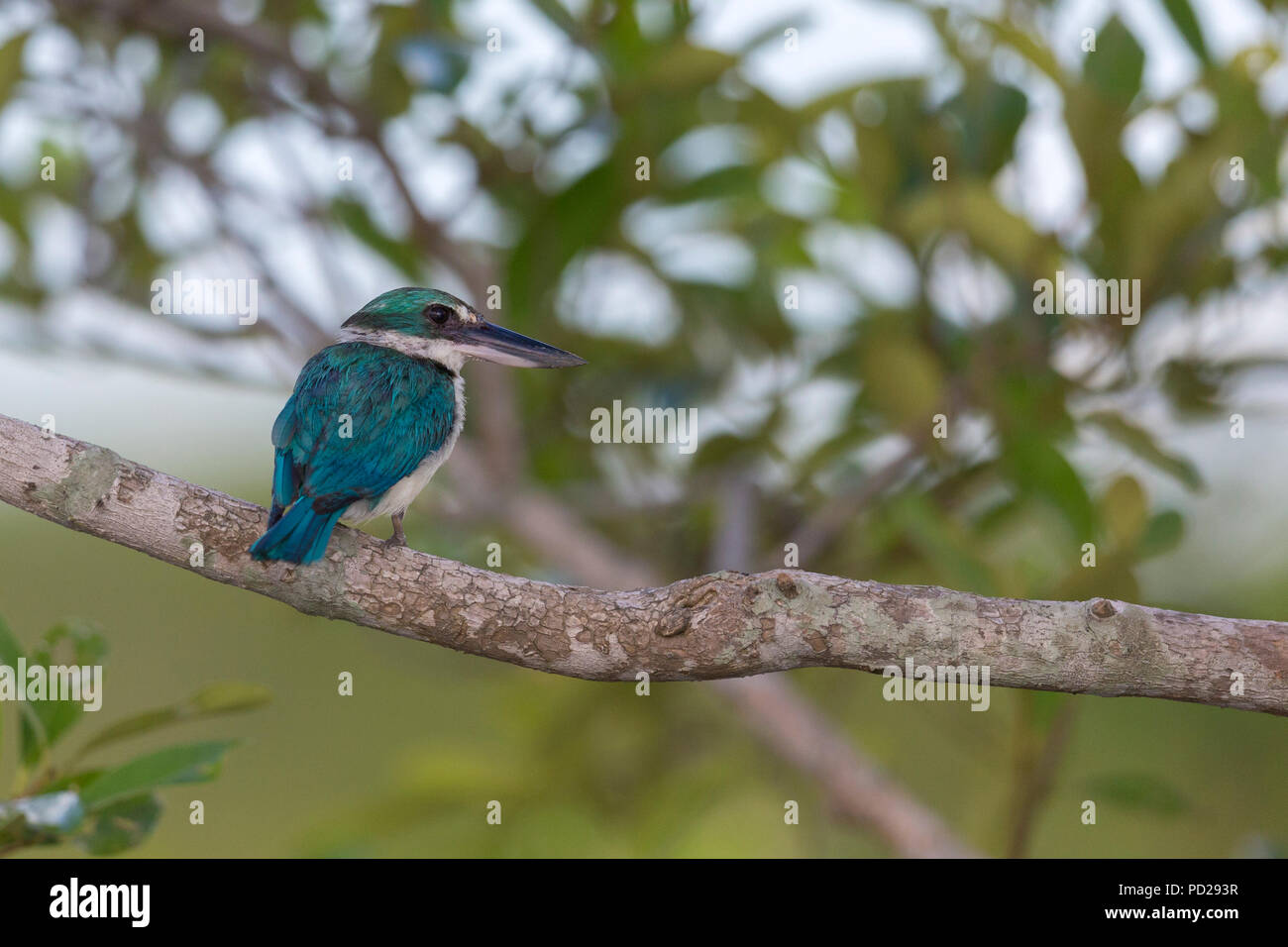 Collared Eisvogel oder Todiramphus chloris in den Sunderbans Mangrovenwald in Westbengalen, Indien. Stockfoto