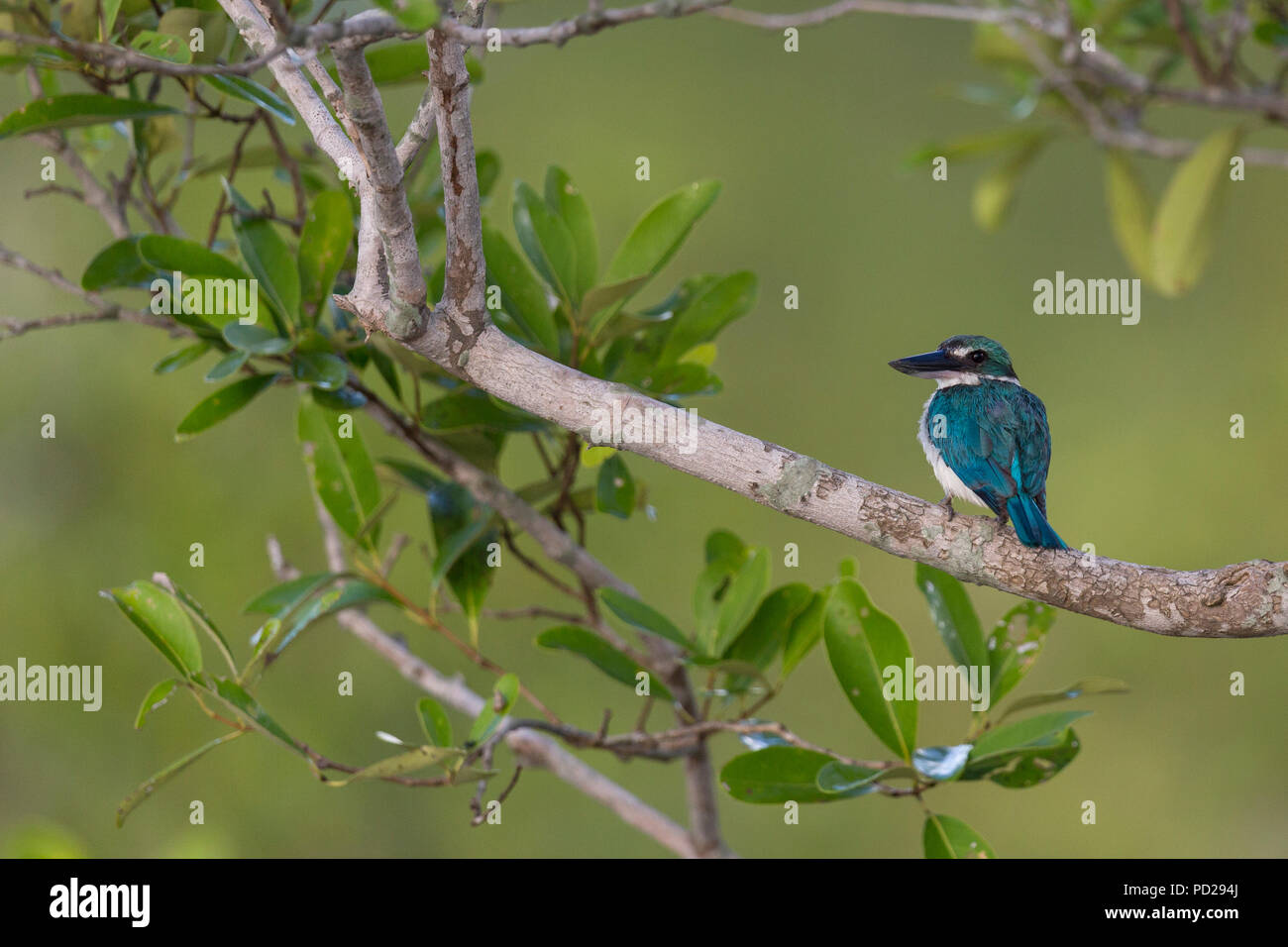 Collared Eisvogel oder Todiramphus chloris in den Sunderbans Mangrovenwald in Westbengalen, Indien. Stockfoto