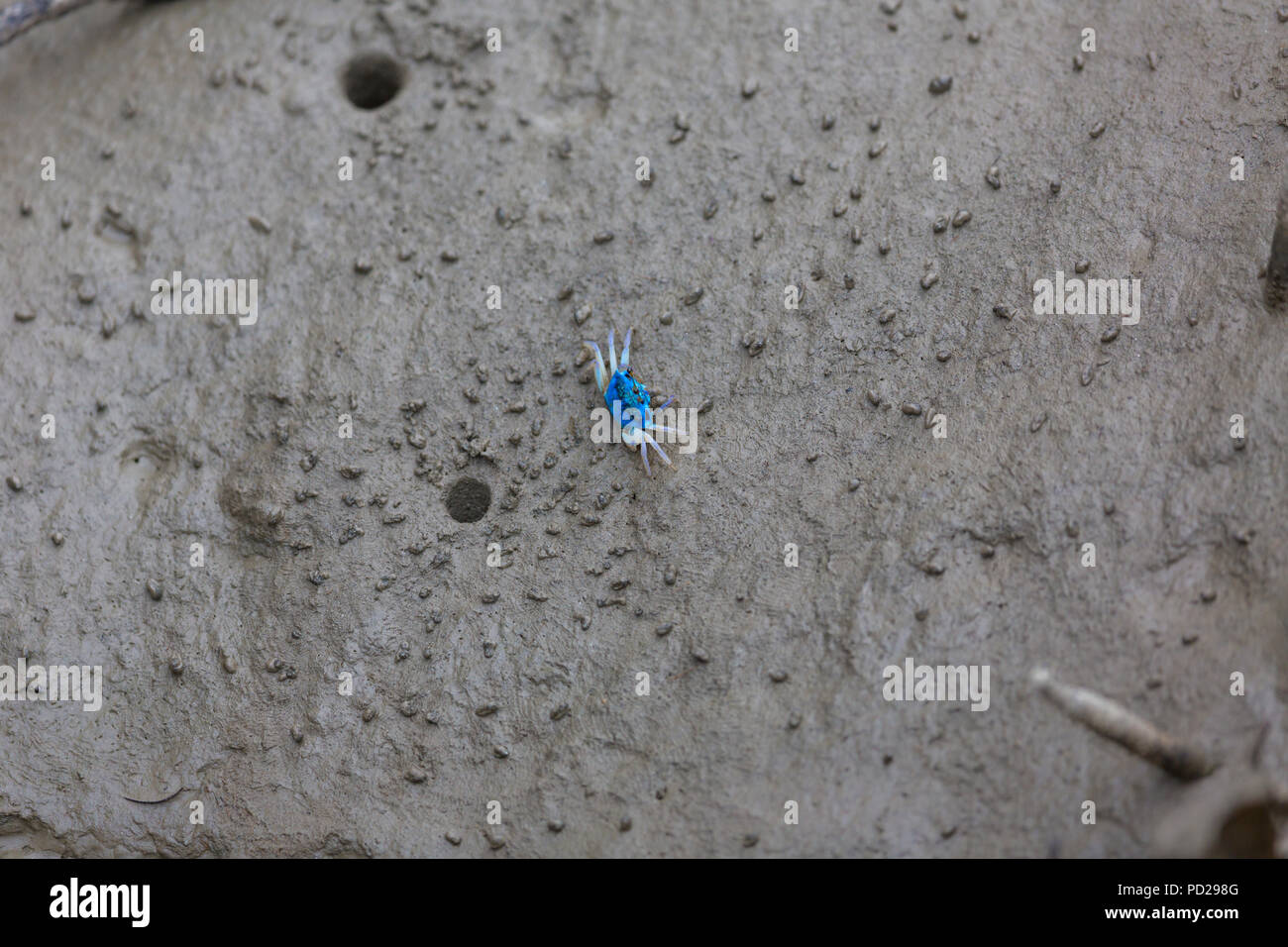 Blau Fiddler Crab an Sunderbans National Park, West Bengal, Indien. Stockfoto
