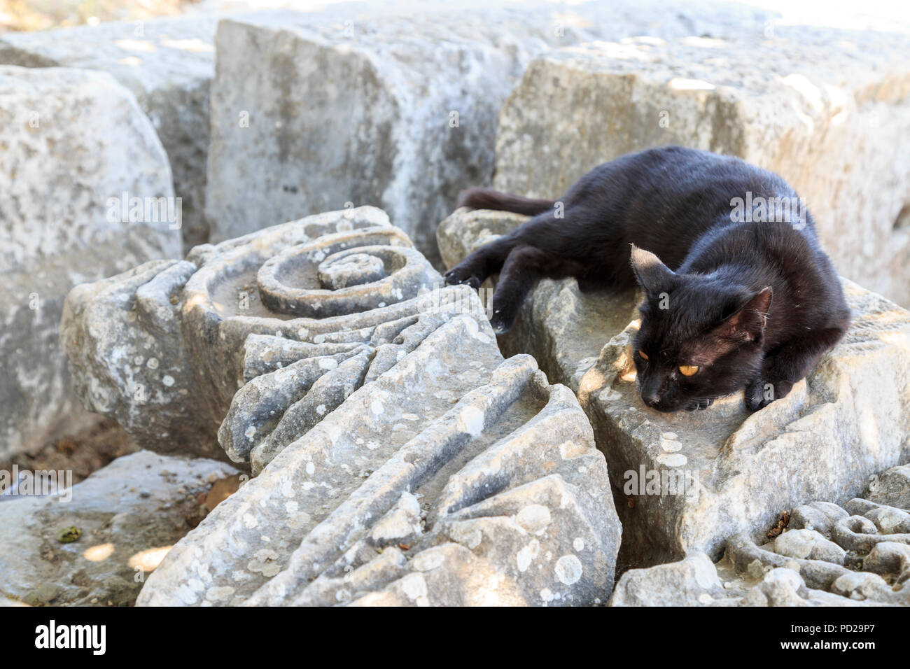 Schwarze Katze auf den Ruinen der antiken Stadt Ephesus, Izmir, Türkei Stockfoto