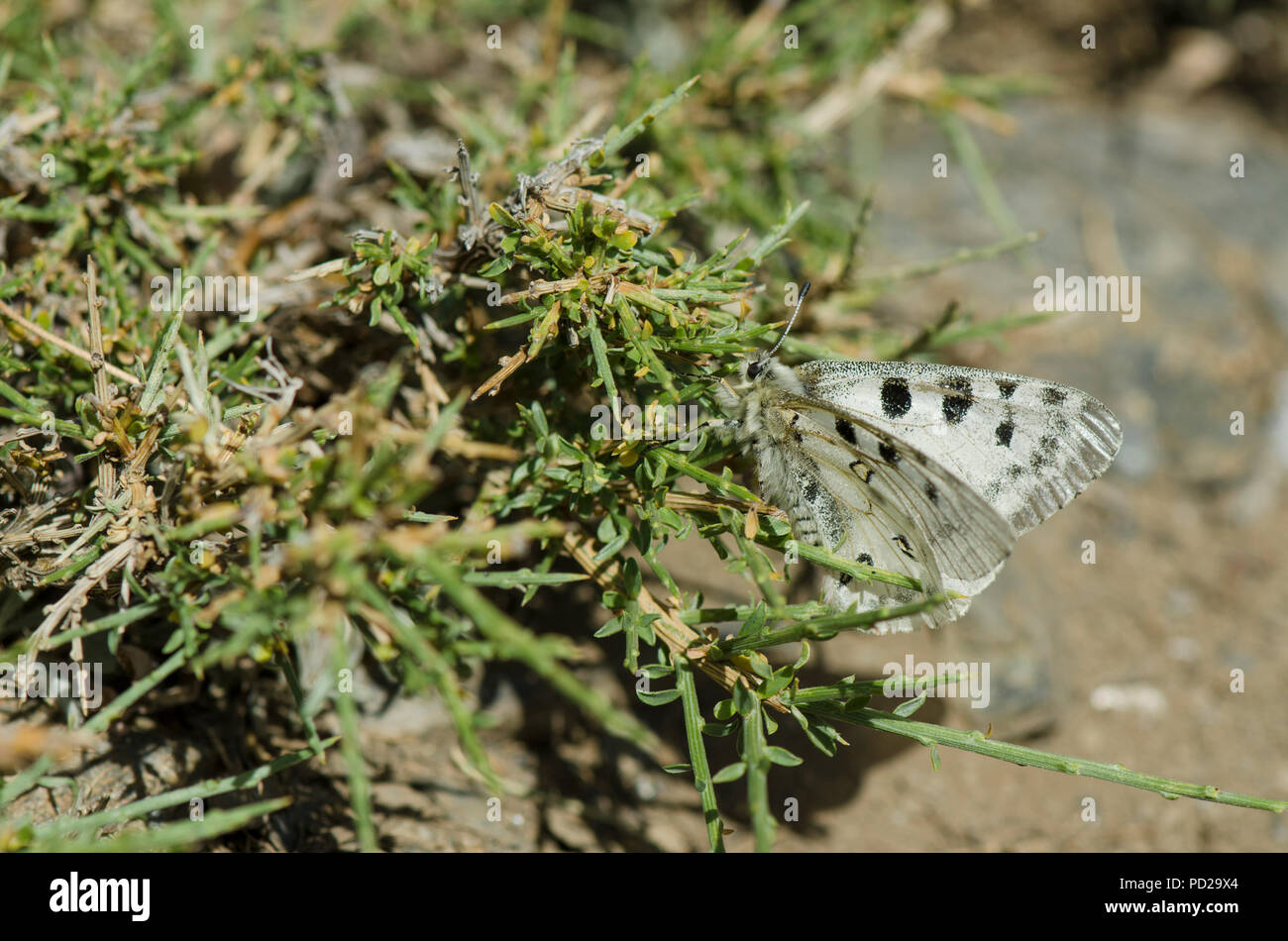 Parnassius apollo nevadensis -Fotos und -Bildmaterial in hoher ...