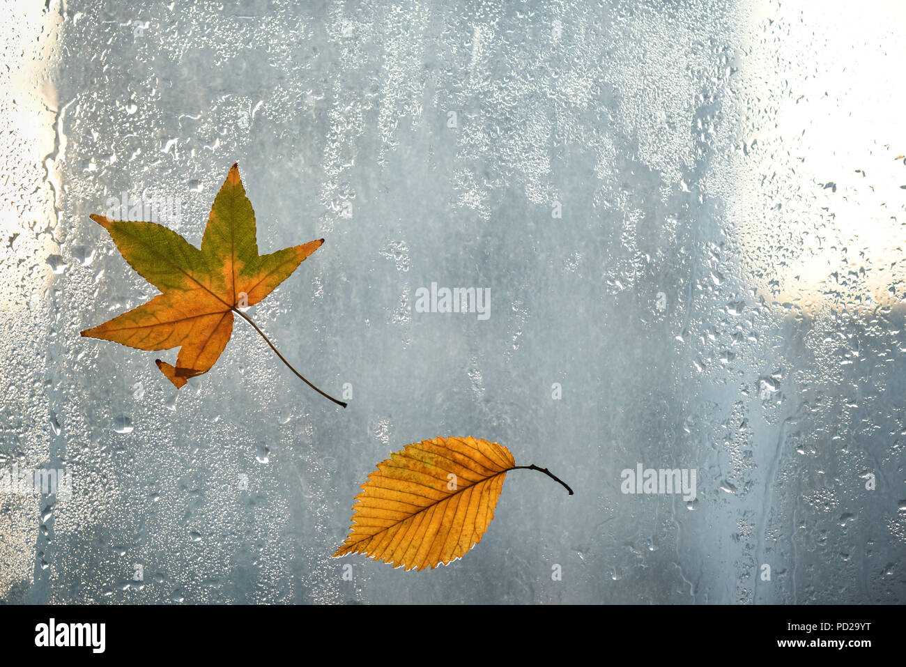 Blätter im Herbst und Regentropfen auf dem Fenster Glas, Herbst Wetter. Saisonale Herbst Hintergrund. Stockfoto