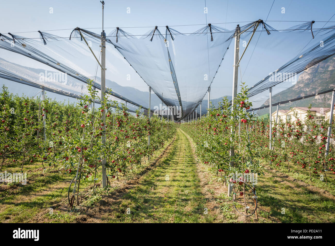 Intensive Obst- oder Obstgarten mit Crop Protection Nets in Südtirol, Italien. Apple Orchard der neuen Sorte 'Devil Gala" Stockfoto