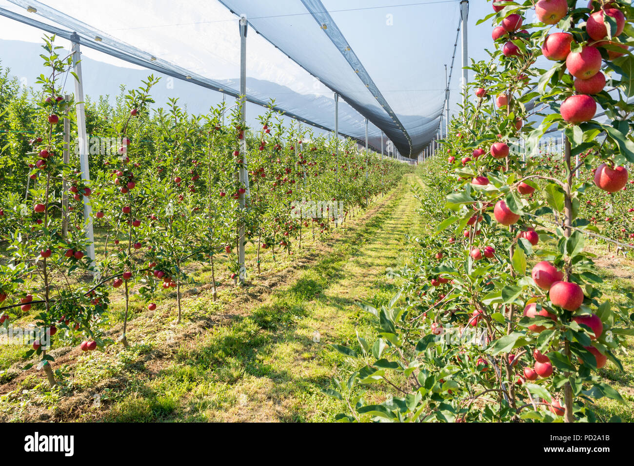 Intensive Obst- oder Obstgarten mit Crop Protection Nets in Südtirol, Italien. Apple Orchard der neuen Sorte 'Devil Gala" Stockfoto