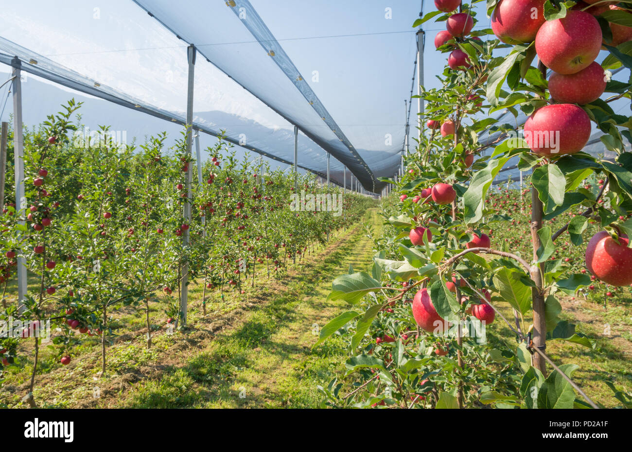 Intensive Obst- oder Obstgarten mit Crop Protection Nets in Südtirol, Italien. Apple Orchard der neuen Sorte 'Devil Gala" Stockfoto