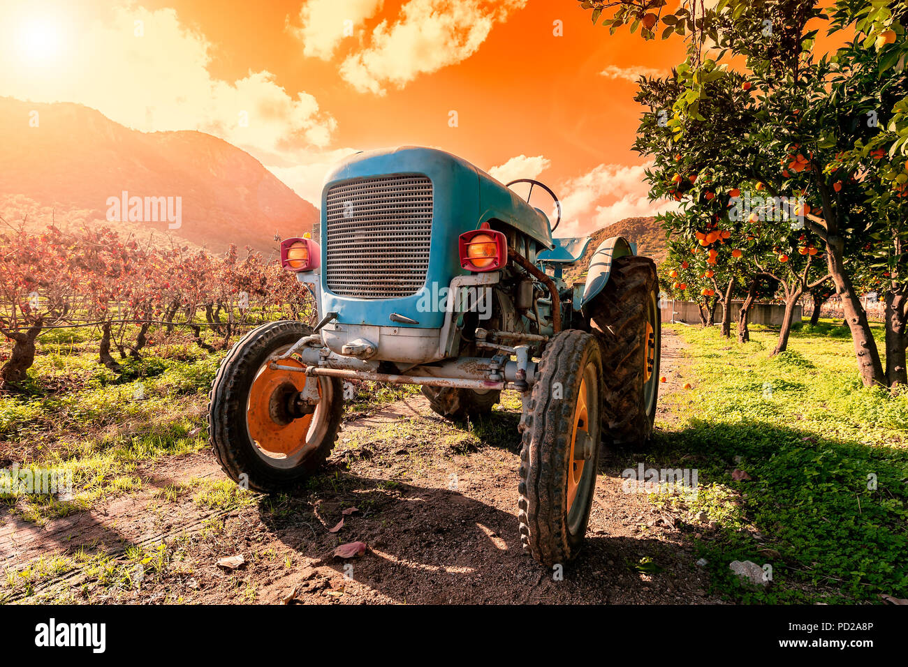 Bild in den Sonnenuntergang von einem alten Hellblau Traktor zur Bebauung der Felder. Unter Zitruspflanzen und Reben mit der Beleuchtung fotografiert auf Stockfoto