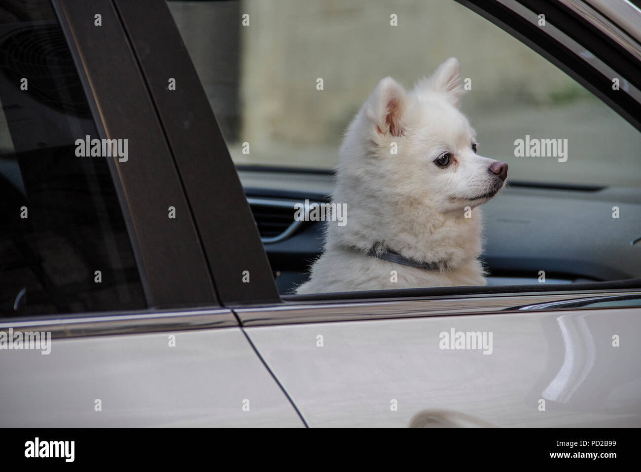 Hund im Auto Stockfoto