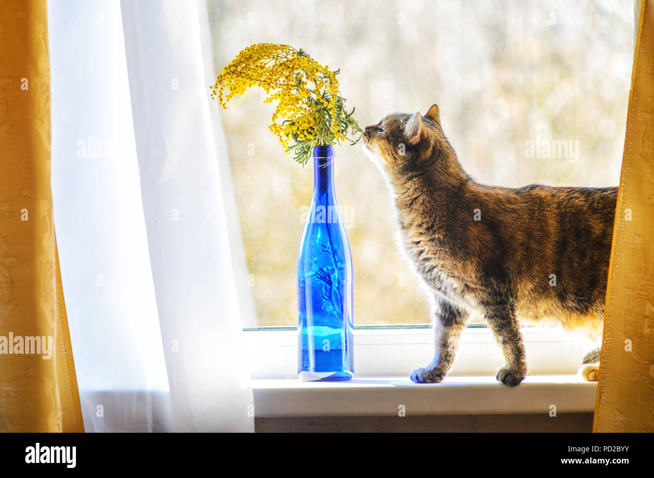 Haus Katze auf der Fensterbank schnuppert einen Blumenstrauß mit Mimosen in einem blauen Glasflasche Stockfoto