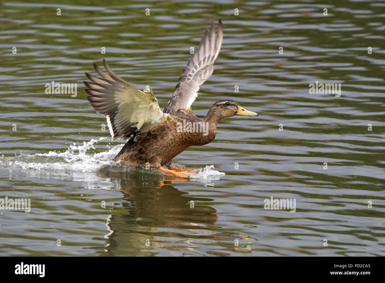Weibliche ente Landung auf dem Teich anlegen eines Splash