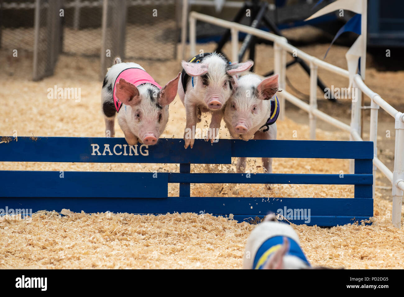 Drei niedliche Schweine zusammen Hürdenlauf über Rennstrecke hurdle Hindernis. Stockfoto