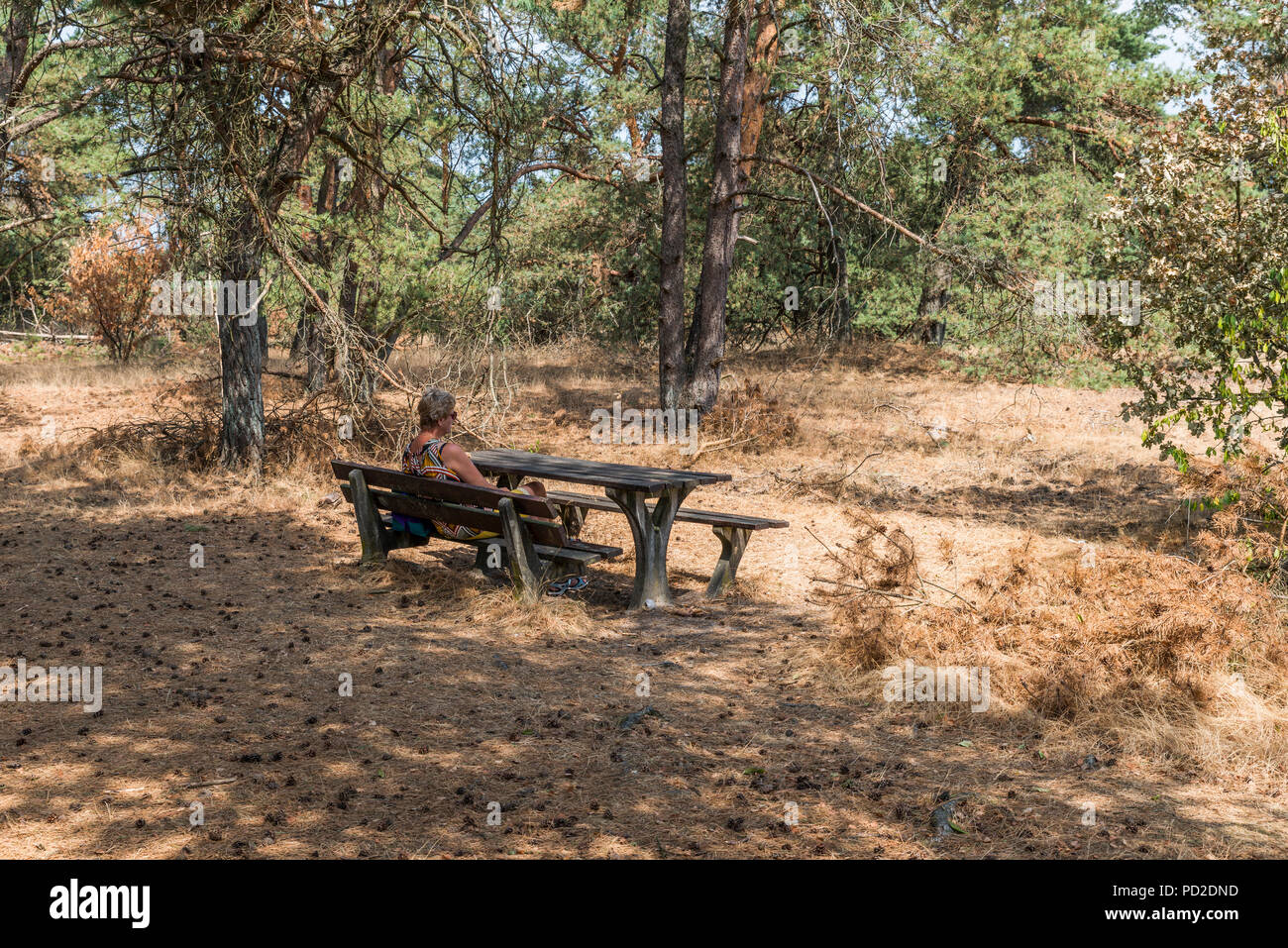 Frau entspannen Sie sich auf einer Bank sitzen im trockenen und toten Wald während der heißesten Sommer in Holland überhaupt, das ist ont er Natur Park der Veluwe Stockfoto