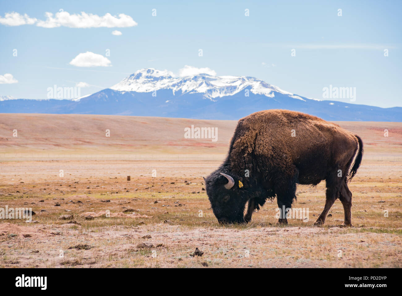 Single Bison essen Gras auf dem Feld, mit schneebedeckten Berge als Hintergrund bei Manitou Springs, Colorado Stockfoto
