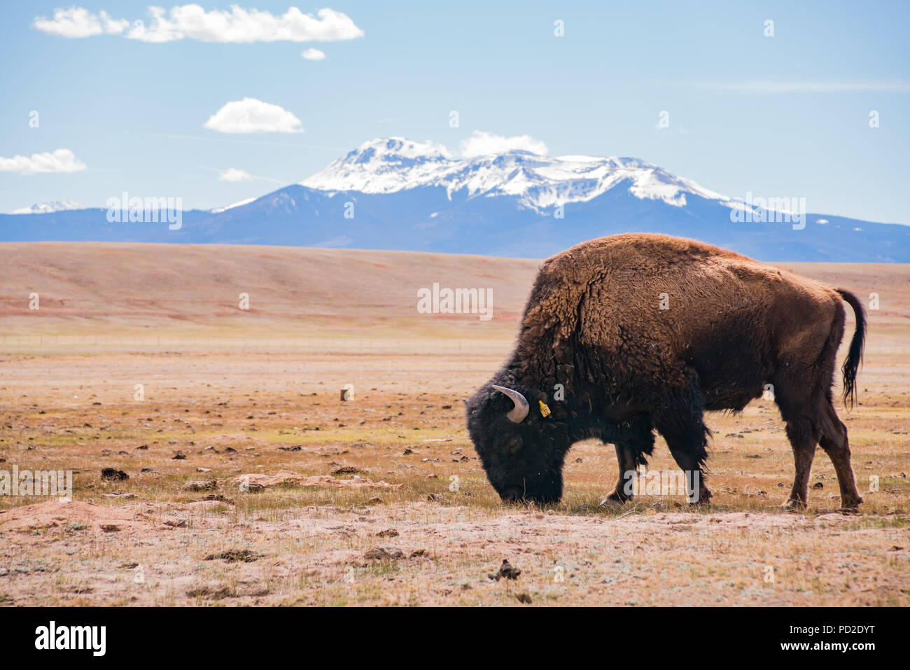 Single Bison essen Gras auf dem Feld, mit schneebedeckten Berge als Hintergrund bei Manitou Springs, Colorado Stockfoto