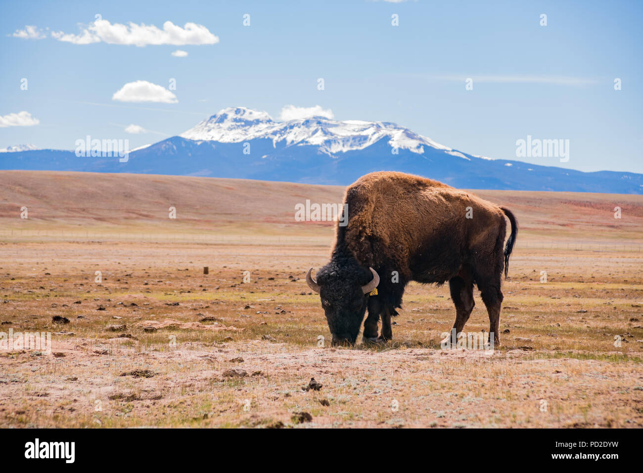 Single Bison essen Gras auf dem Feld, mit schneebedeckten Berge als Hintergrund bei Manitou Springs, Colorado Stockfoto