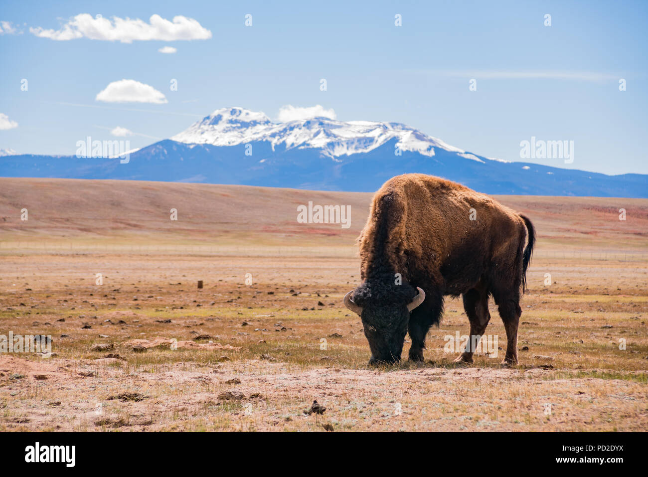 Single Bison essen Gras auf dem Feld, mit schneebedeckten Berge als Hintergrund bei Manitou Springs, Colorado Stockfoto