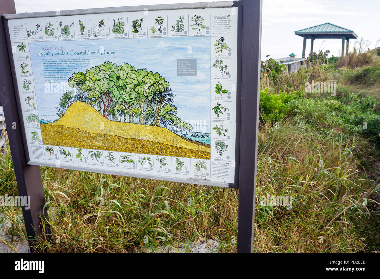 Boca Raton Florida, Palm Beach County, Atlantic Ocean Water South Beach Park, öffentliche Strandstrände, Küstensanddüne, Erosion, umweltschonend ar Stockfoto