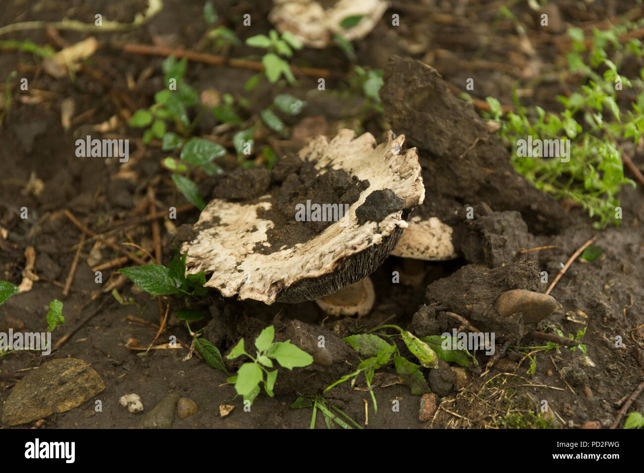 Closeup weisse Champignons im Wald. Makro Pilzen. Stockfoto