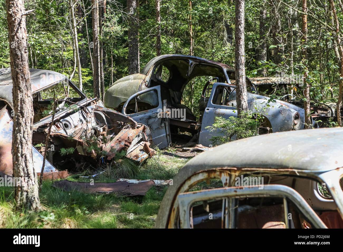 Ryd, Smaland, Schweden 30. Juli 2018. Die sumpfigen Wald Kyrko mosse ist ein altes Auto Friedhof, gefüllt mit den Wracks von historischen Fahrzeugen, Stockfoto