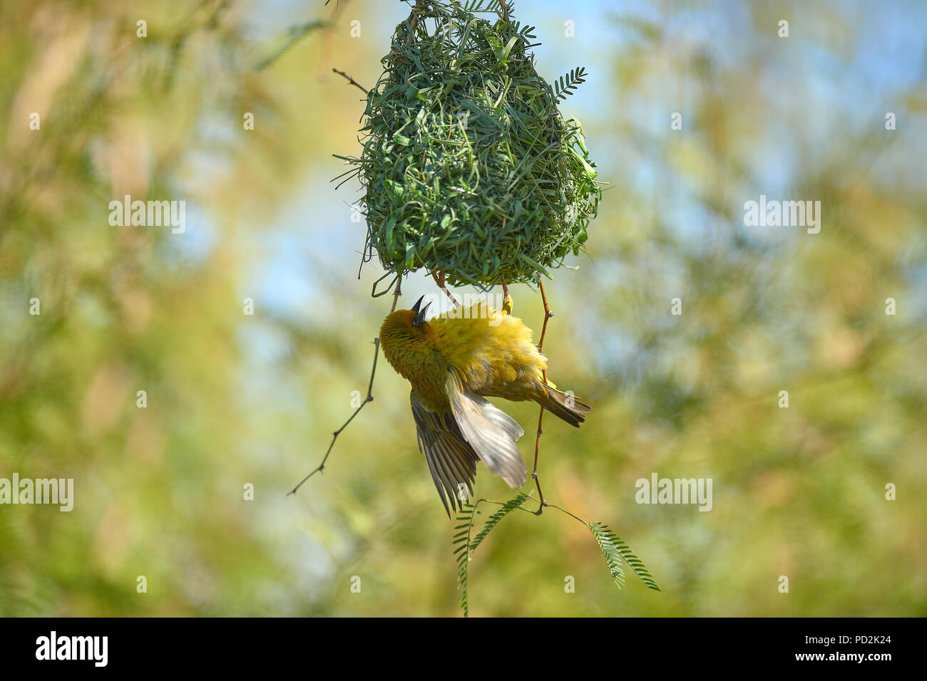 Cape Weaver Vogel in Camel Thorn Tree Stockfoto