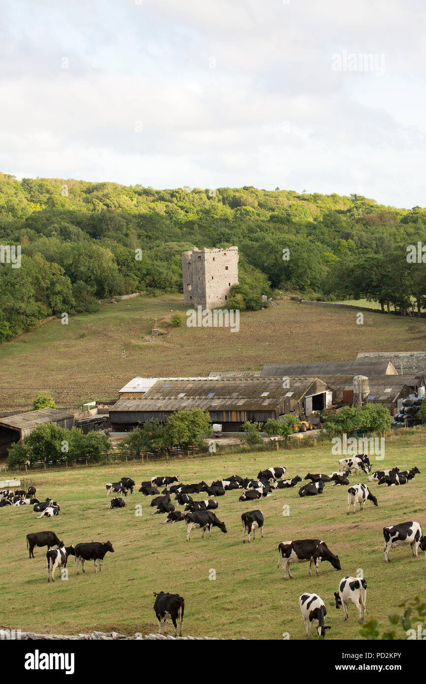 Rinder Fütterung in den Feldern unterhalb der Ruine der mittelalterlichen Arnside Turm, zwischen den Dörfern Arnside und Silverdale gelegen ist. Cumbria England U Stockfoto